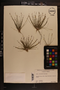 Eleocharis microcarpa image