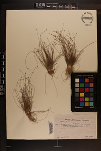 Eleocharis microcarpa image