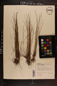 Eleocharis microcarpa image