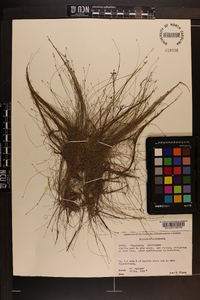 Eleocharis microcarpa image