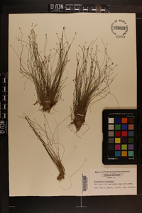 Eleocharis microcarpa image