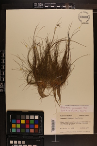 Eleocharis microcarpa image