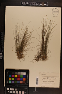 Eleocharis microcarpa image