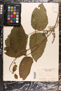 Toxicodendron rydbergii image