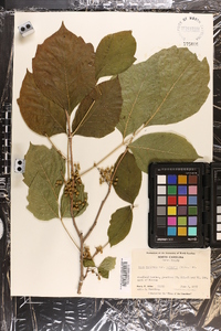 Toxicodendron rydbergii image