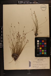Rhynchospora intermixta image