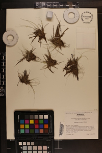 Rhynchospora intermixta image