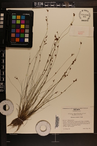 Rhynchospora intermixta image