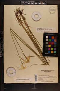 Rhynchospora latifolia image