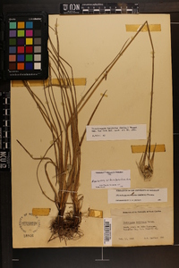 Rhynchospora latifolia image