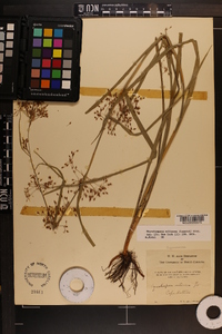 Rhynchospora miliacea image
