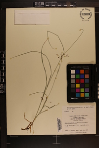 Rhynchospora mixta image