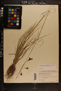 Rhynchospora perplexa image