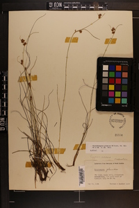 Rhynchospora plumosa image