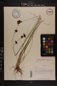 Rhynchospora microcarpa image