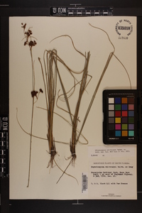 Rhynchospora microcarpa image