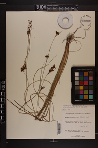 Rhynchospora microcarpa image