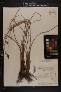 Rhynchospora microcarpa image