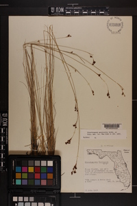 Rhynchospora microcarpa image