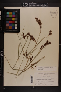 Rhynchospora odorata image