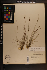 Rhynchospora pusilla image