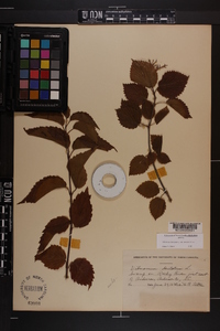 Viburnum dentatum var. lucidum image