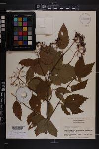 Viburnum dentatum var. lucidum image