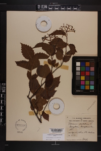 Viburnum dentatum var. lucidum image