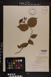 Viburnum dentatum var. lucidum image