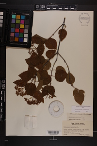 Viburnum dentatum var. lucidum image