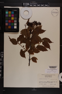 Viburnum dentatum var. lucidum image