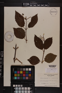 Viburnum dentatum var. lucidum image