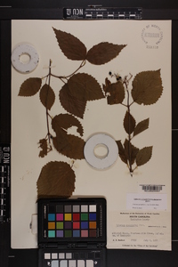 Viburnum dentatum var. lucidum image
