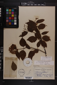 Viburnum dentatum var. lucidum image
