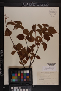 Viburnum dentatum var. lucidum image