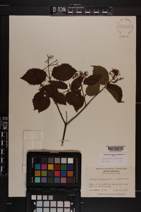 Viburnum dentatum var. lucidum image