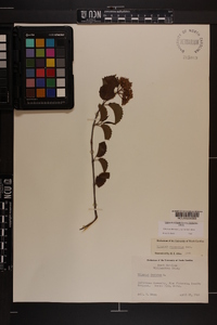 Viburnum dentatum var. lucidum image