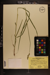 Carex projecta image