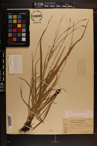 Carex purpurifera image