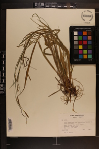 Carex purpurifera image