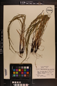 Carex purpurifera image