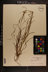 Carex raynoldsii image