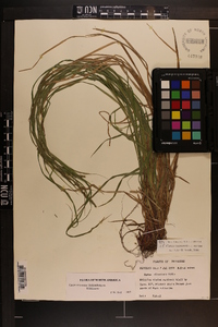 Carex roanensis image