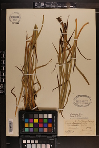 Carex shortiana image