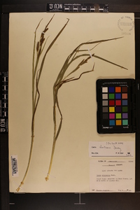 Carex shortiana image