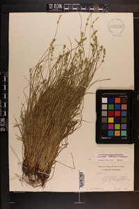 Carex socialis image