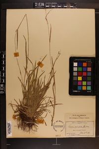 Carex subulata image