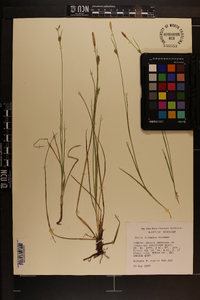 Carex tetanica image