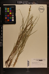Carex triangularis image