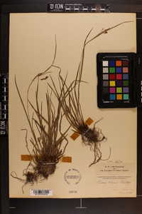 Carex oblita image